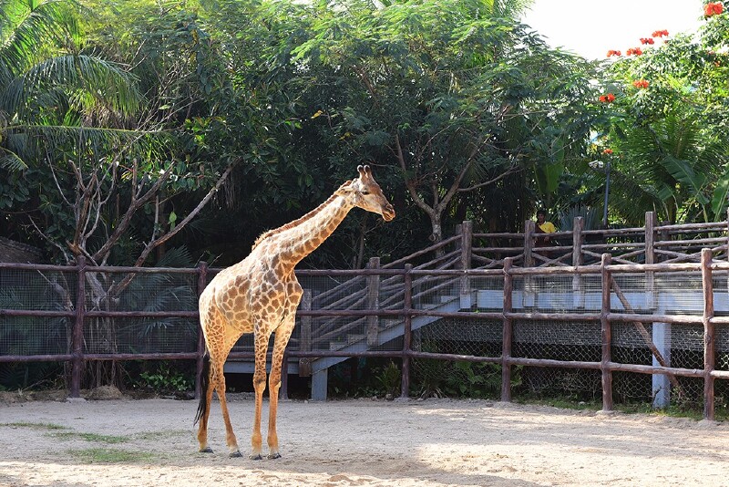 五彩斑斓的彩色动物园,是孩子们的最爱.