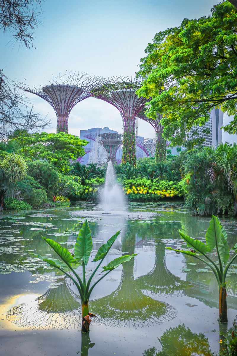 在滨海湾花园内有两个玻璃生态区,也就是冷室,分别是云雾林和花穹.