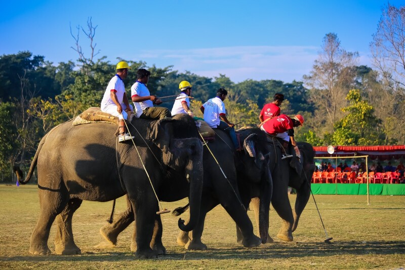 (途牛首发)大象起舞 尼泊尔国际大象节 这里成了欢乐的海洋