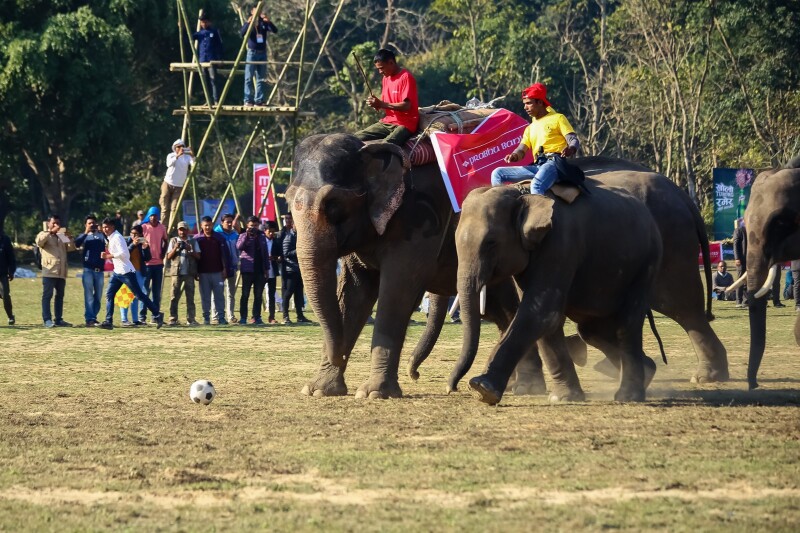 途牛首发大象起舞尼泊尔国际大象节这里成了欢乐的海洋