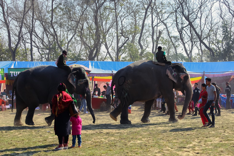 途牛首发大象起舞尼泊尔国际大象节这里成了欢乐的海洋