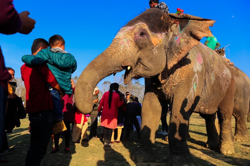 途牛首发大象起舞尼泊尔国际大象节这里成了欢乐的海洋