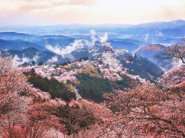 [清明] 吉野山千本樱赏樱游>jr大阪出发