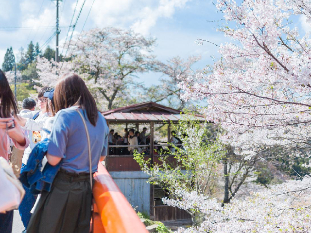 [清明] 吉野山千本樱赏樱游>jr大阪出发