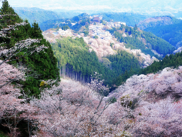 [清明] 吉野山千本樱赏樱游>jr大阪出发