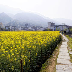 Chinese village with blooming rapeseed
