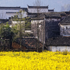 Chinese village with blooming rapeseed