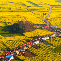 Yellow rapeseed flower field in Luoping, China