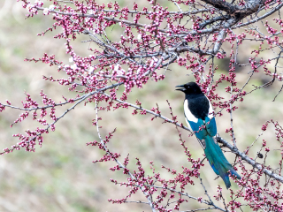 新疆农业博览园