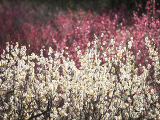 大阪造币局樱花通道