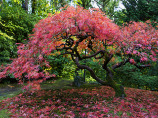 波特兰日本花园