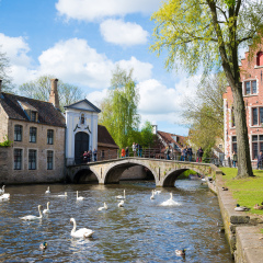 Bruges, Belgium - April 17, 2017: Swans in lake of love in Bruges, channel panoramic view near Begijnhof