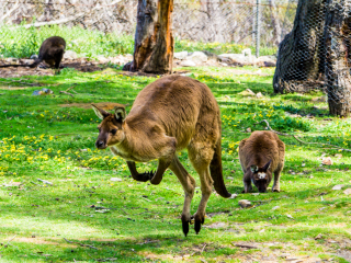 克莱兰德野生动物园 