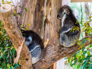 克莱兰德野生动物园 