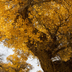 内蒙古额济纳胡杨林