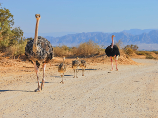 南非国家自然历史博物馆