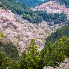 Cherry blossoms on Mount Yoshino