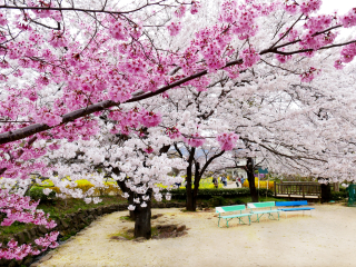 鹿儿岛县立吉野公园