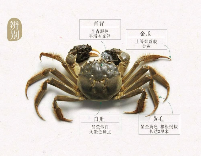 螃蟹品种大全 名字图片