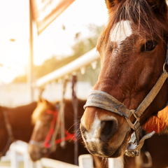 Horse riding