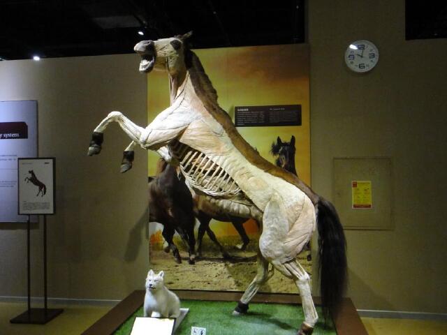            生命奥秘博物馆-动物