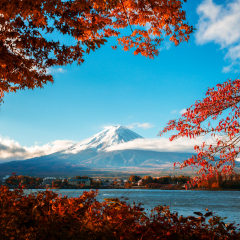 Colorful Autumn in Mount Fuji, Japan - Lake Kawaguchiko is one of the best places in Japan to enjoy Mount Fuji scenery of maple leaves changing color giving image of those leaves framing Mount Fuji.