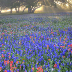Field of bluebonnets (Lupinus texensis), paintbrush(Castilleja foliolosa) and trees on foggy morning sunrise, Texas, USA, North America