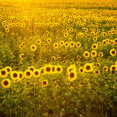 Sunflower Field