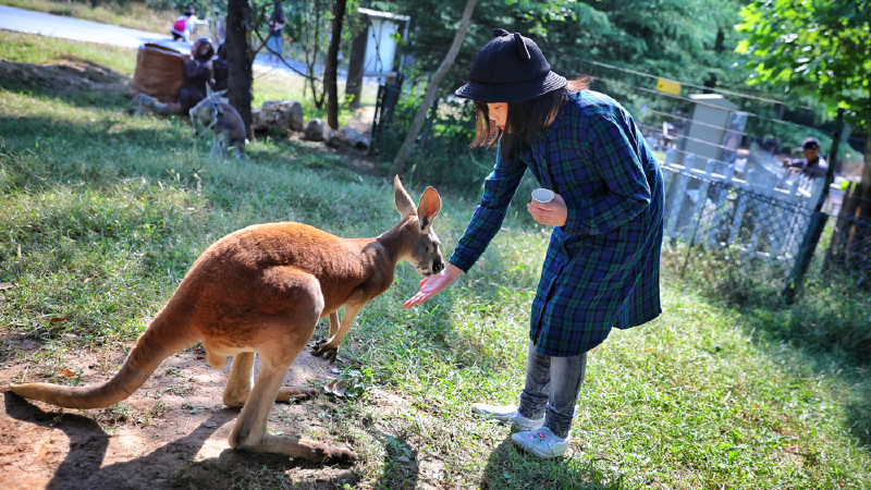 不需远行,看遍疯狂动物世界 米果果的济南野生动物世界奇遇记