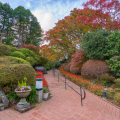 Autumn at Gora Park, Hakone