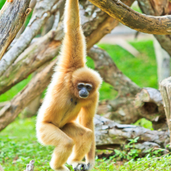 Gibbon