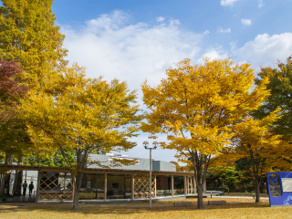 东北大学