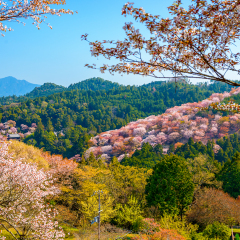 Yoshinoyama, Nara, Japan spring landscape.