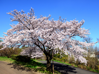 鹿儿岛县立吉野公园