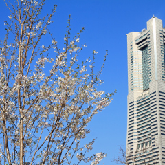 Yokohama landmark tower and cherry blossoms in Kanagawa, Japan