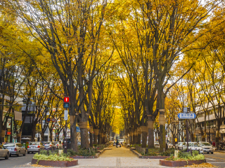 定禅寺大道