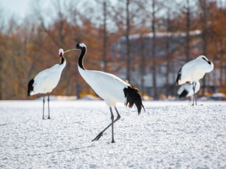 丹顶鹤自然公园