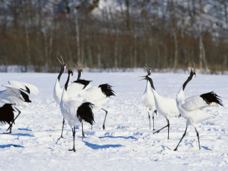 丹顶鹤自然公园
