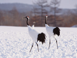 丹顶鹤自然公园