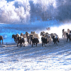 自然人文地理内蒙古乌兰布统奔马图