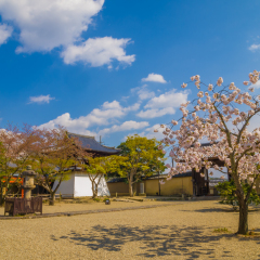 NARA, JAPAN - APRIL 12: Cherry blossoms at Shin-Yakushi-ji temple on April 12, 2013 in Nara, Japan. Shin-Yakushi-ji is a Buddhist temple of the Kegon sect in Nara, Japan.