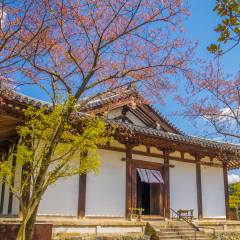NARA, JAPAN - APRIL 12: Cherry blossoms at Shin-Yakushi-ji temple on April 12, 2013 in Nara, Japan. Shin-Yakushi-ji is a Buddhist temple of the Kegon sect in Nara, Japan.