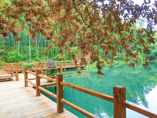 天目湖南山竹海