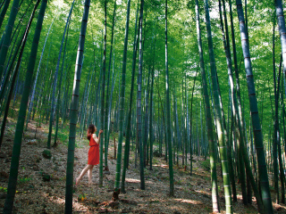 天目湖南山竹海