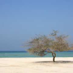 Lone mesquite tree in Al Jazair sea beach Bahrain