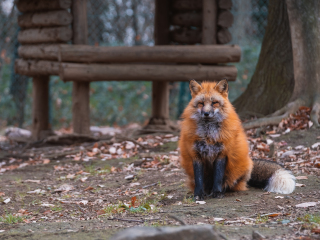 宫城藏王狐狸村
