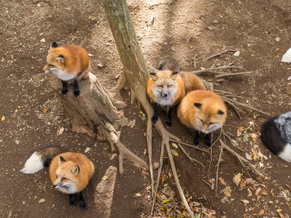 宫城藏王狐狸村