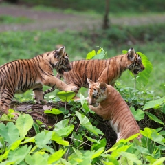baby tiger playing