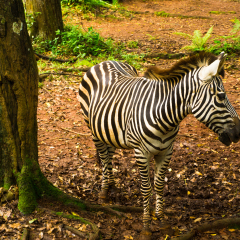 Zebra with beautiful black and white striped standing near a tree photo taken in Ragunan zoo Jakarta Indonesia