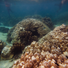 Wonderful and beautiful underwater world with corals reef.Soft focus & noise visible due to high ISO.